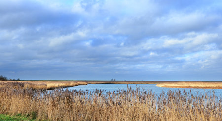 View on Oostvaardersplassen national park, Netherlands, from the South side. Sunlight illuminates...