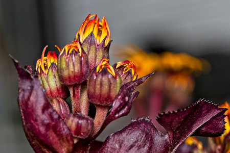 A closeup shot of purple and yellow flowers in a garden on a blurred background