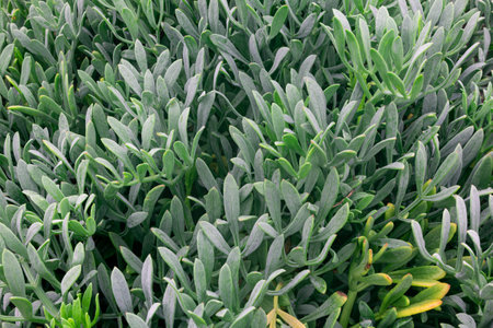 A top view closeup of plants with long leaves with shades of greenの写真素材