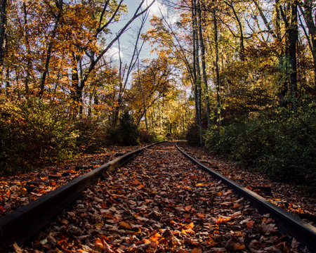 The empty trail in the autumn forest.の写真素材