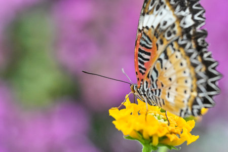 A macro shot of a beautiful butterfly sipping nectar from a yellow flower against a purple backgroundの写真素材