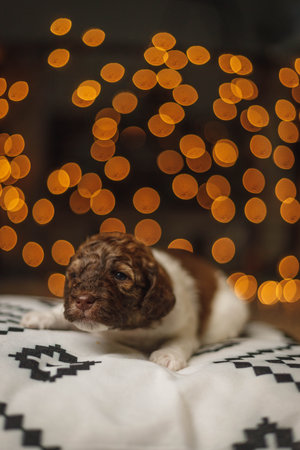 A vertical shot of a cute lovely Labradoodle puppy lying on a blanket isolated on a bokeh backgroundの写真素材
