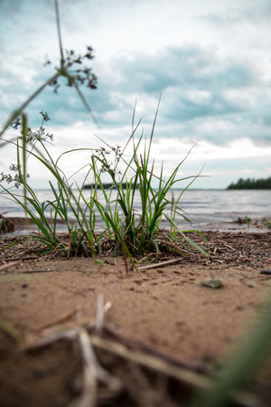 A selective focus shot of a green plant on the sand of a beach over a background of the seaの写真素材