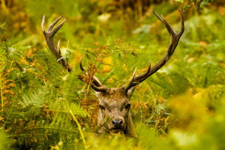 A roe deer in the wilderness surrounded by greenery