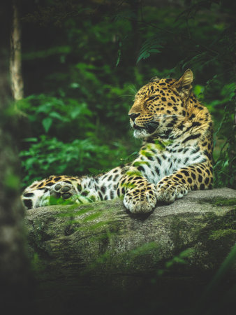 A vertical shot of a majestic leopard in a forestの写真素材