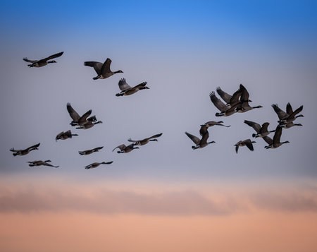 A beautiful shot of some Canadian geese flying together in the sky.の写真素材