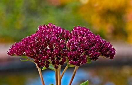 A closeup shot of a pink flower in a garden on a blurred background