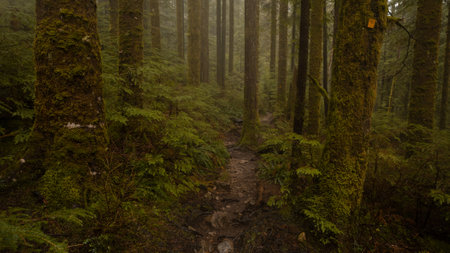 A landscape view of a forest with mossy trees on a foggy day near Vancouver during the daytimeの写真素材