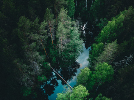 An aerial view of a river through lush trees in the forest