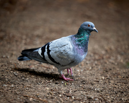 A closeup shot of a dove outdoors on a blurred backgroundの写真素材