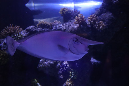 A closeup shot of a Redtoothed triggerfishの写真素材