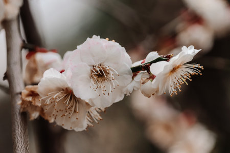 A selective focus shot of white blossoms on an apricot tree