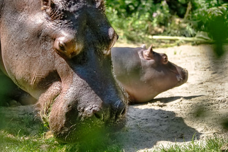 A closeup of hippos in a forest on a sunny dayの写真素材
