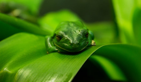 A closeup shot of a tropical green frog on a green leaf