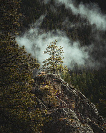 A beautiful view of a tree on a rockの写真素材