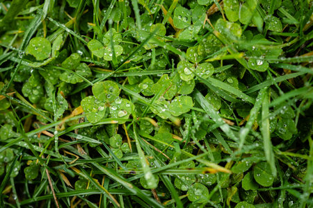 A closeup shot of raindrops on green grass after the rain