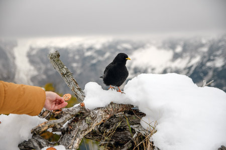 A Closeup of a woman feeding a black bird, an alpine chough, in snowy mountains in winter