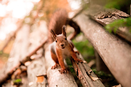 A beautiful shot of a squirrel standing on a stepの写真素材