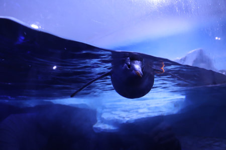 A closeup shot of a penguin swimming in the waterの写真素材