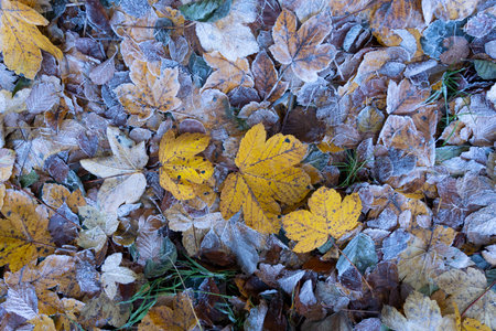 A closeup shot of late autumn leaves covered with frostの写真素材