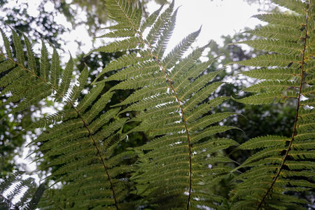 A closeup shot of green fern leaves during the dayti