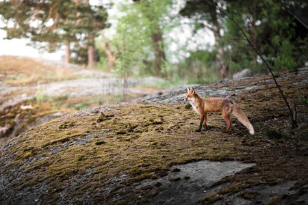 A closeup of a Red fox in a forest