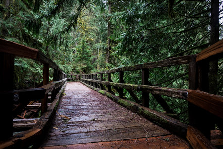 A beautiful shot of a wooden bridge in the forest