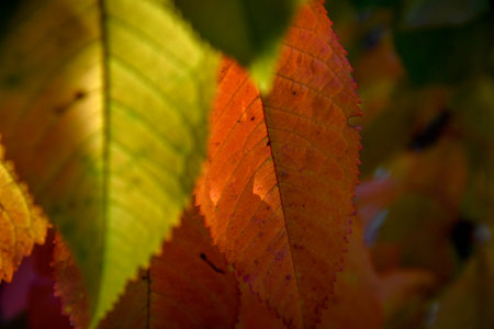 A closeup of the beautiful autumn foliage.
