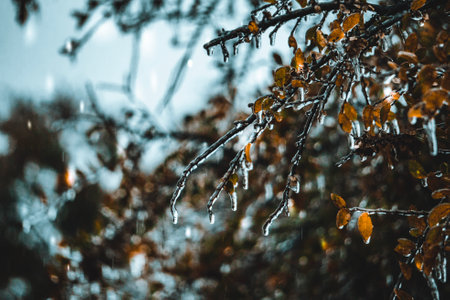 A closeup shot of frozen twigs with dry leaves against a blue sky on a sunny winter dayの写真素材