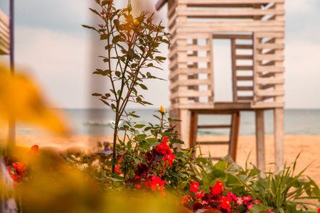 Some Begonia flowers growing on a beach in the background of a wooden tower.の写真素材