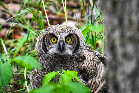 A closeup shot of a gray owl with yellow eyes seen through the leaves