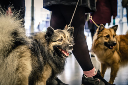 A closeup shot of two fluffy dogs indoors on a blurred background