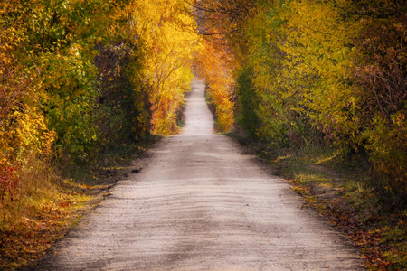 A narrow road in a forest covered in yellowing plants under the sunlight in autumn