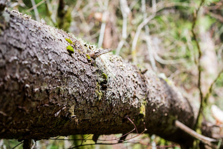 A closeup shot of a tree trunk