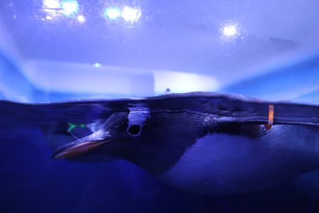 A closeup shot of a penguin swimming in the waterの写真素材