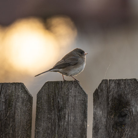 A closeup of a White-winged junco perched on a wooden fence with a blurry backgroundの写真素材