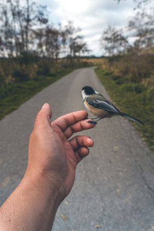 A vertical shot of a small black-capped chickadee bird perched on a human hand
