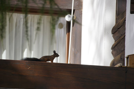 A view of the squirrel on the wooden balcony in the eveningの写真素材