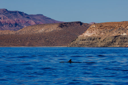 A dolphin swimming underwater in the oceanの写真素材