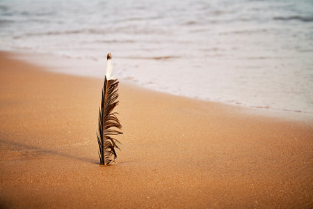 A closeup shot of a feather in the sand at the beachの写真素材