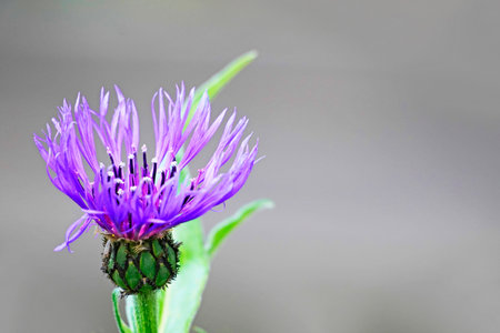 A shallow focus shot of a purple knapweed flower of the mountain (Centaurea montana)の写真素材
