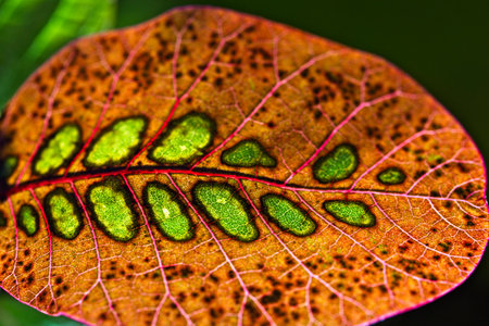 A vertical shot of a purple and green leaf in a garden during the dayの写真素材