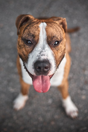 A selective focus shot of an American Staffordshire Terrier adorable dogの写真素材