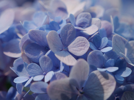 A closeup shot of beautiful blue hydrangeasの写真素材