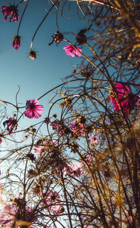 A vertical shot of beautiful pink cosmos flowersの写真素材