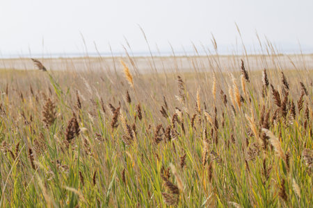 A field of Wheat in Antelope Island State Parkの写真素材