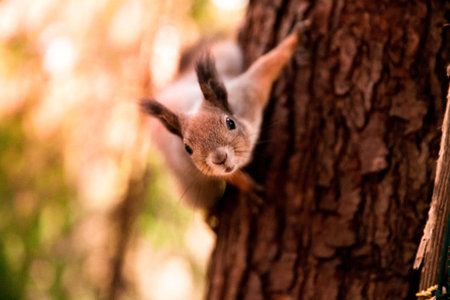 A close-up shot of a squirrel on a tree staring at the cameraの写真素材