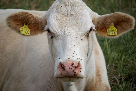 A white farm cow with flies all over its mouth on the pasture