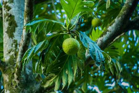A closeup of a bread fruit on a tree in Waimea Valley, Oahu, Hawaiiの写真素材