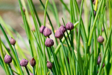 A closeup shot of chives blossoms blooming in the gardenの写真素材